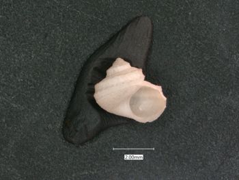 Media type: image;   Malacology 7574 Description: dry;  Aspect: APT